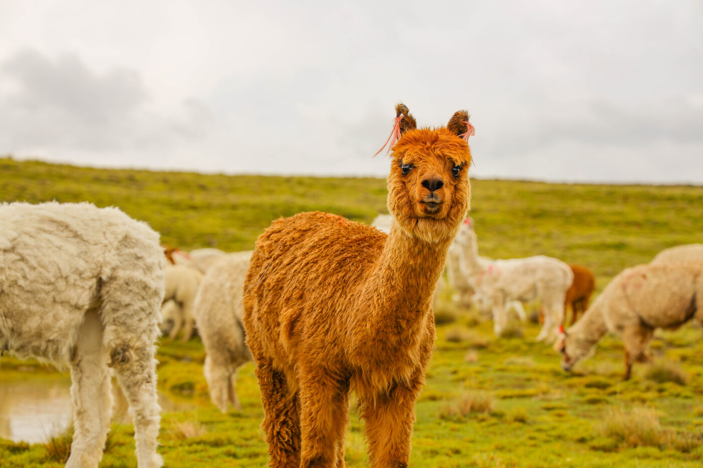 A windswept alpaca with golden hair