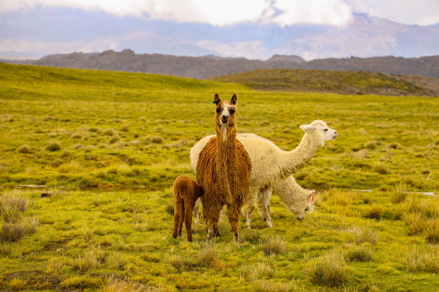 Alpaca family on the highland estate
